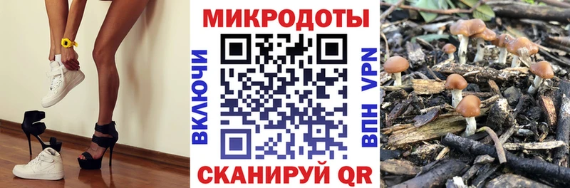 Псилоцибиновые грибы Psilocybe  Северская 